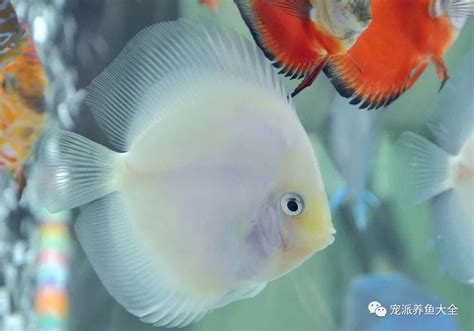 七彩神仙魚品種|【神仙魚專題】十一種七彩神仙魚